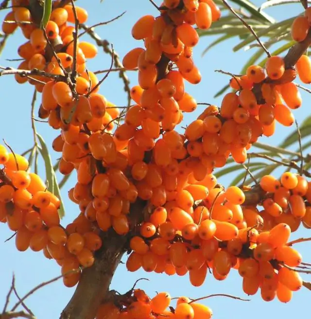 Hippophae rhamnoides (Elaeagnus rhamnoides) - Cereja do Mar, Espinheiro Marítimo, Sea Buckthorn - Imagem 2