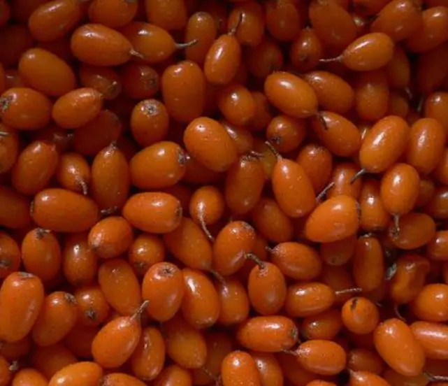 Hippophae rhamnoides (Elaeagnus rhamnoides) - Cereja do Mar, Espinheiro Marítimo, Sea Buckthorn - Imagem 6