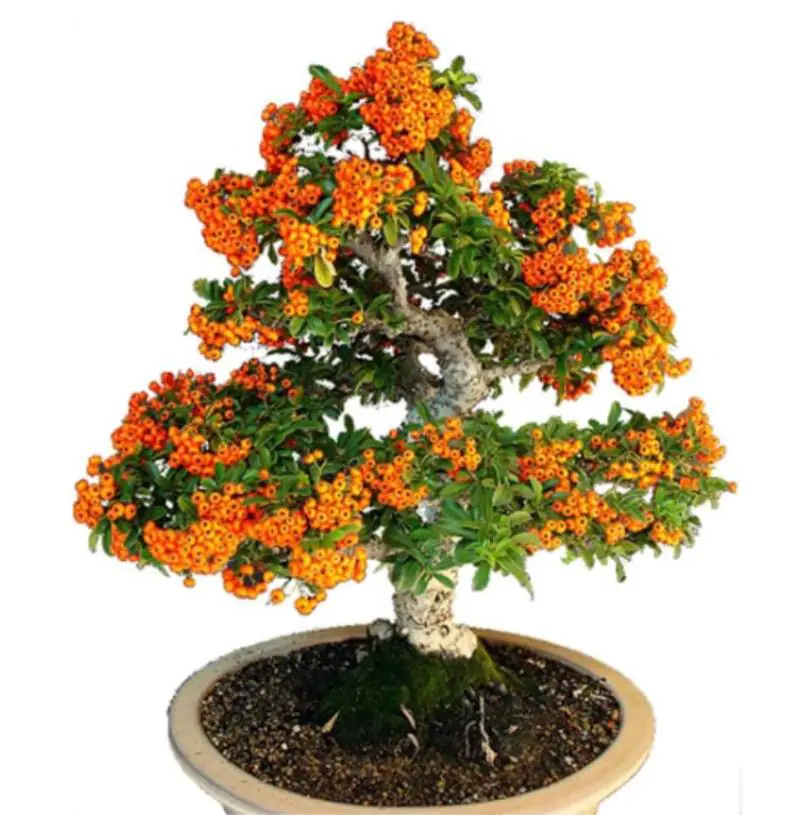 Hippophae rhamnoides (Elaeagnus rhamnoides) - Cereja do Mar, Espinheiro Marítimo, Sea Buckthorn - Imagem 7