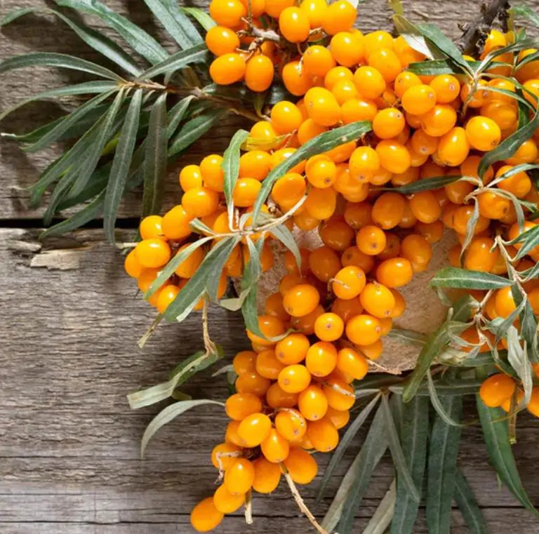 Hippophae rhamnoides (Elaeagnus rhamnoides) - Cereja do Mar, Espinheiro Marítimo, Sea Buckthorn - Imagem 8