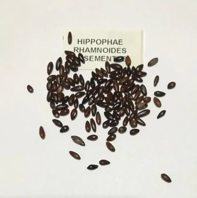Hippophae rhamnoides (Elaeagnus rhamnoides) - Cereja do Mar, Espinheiro Marítimo, Sea Buckthorn - Imagem 10