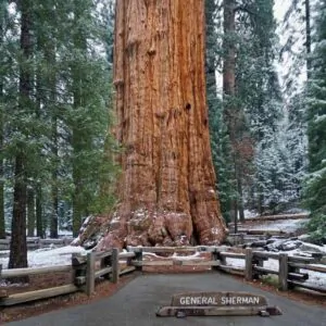 Sequoiadendron giganteum - Sequoia Gigante, Sierra Redwood