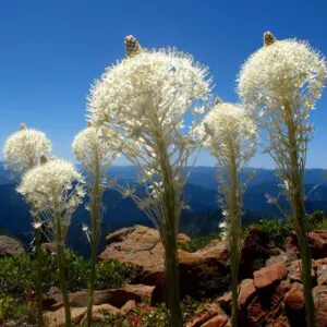 Xerophyllum tenax - Lírio Relva aromática, Grama Urso, Beargrass